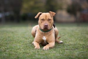where are pit bulls banned / American Staffordshire terriers