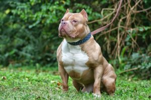 where are pit bulls banned /The American Bully