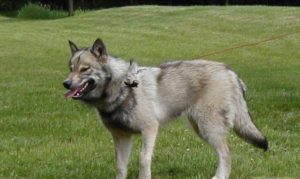 Wolfdog Hybrid Breeds