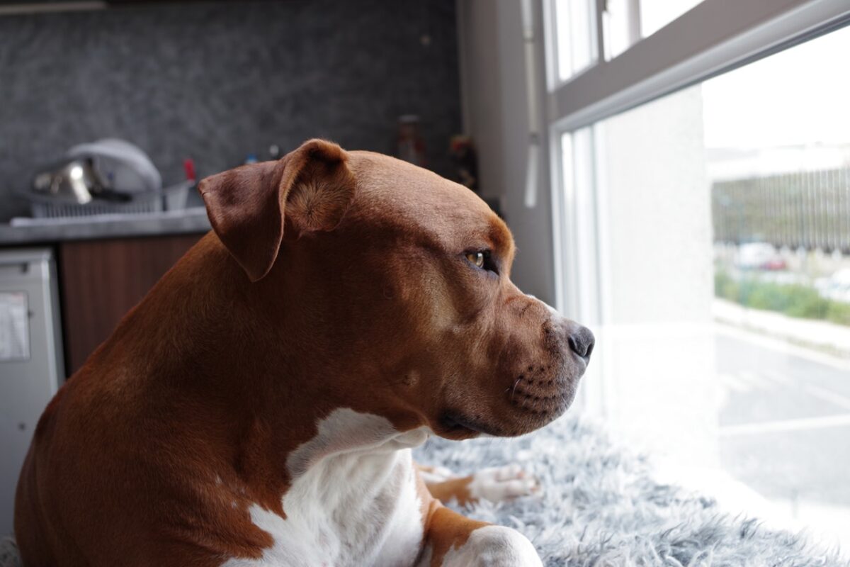 Where are Pit Bulls Banned? Sad dog in window